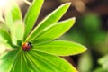 Red ladybug on green leaf, ladybird creeps on stem of plant in s Royalty Free Stock Photo