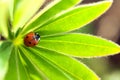 Red ladybug on green leaf, ladybird creeps on stem of plant in s Royalty Free Stock Photo
