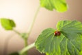 Red ladybug on green leaf, ladybird creeps on stem of plant in s Royalty Free Stock Photo