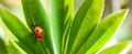 Red ladybug on green leaf, ladybird creeps on stem of plant in spring in garden summer Royalty Free Stock Photo