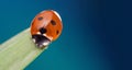 Red ladybug on green leaf, ladybird creeps on stem of plant in spring in garden summer Royalty Free Stock Photo