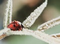 Red ladybug on green leaf, ladybird creeps on stem of plant in spring in garden summer Royalty Free Stock Photo