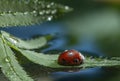 Red ladybug on green leaf, ladybird creeps on stem of plant in spring in garden summer Royalty Free Stock Photo