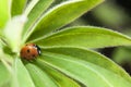 Red ladybug on green leaf, ladybird creeps on stem of plant in spring in garden summer Royalty Free Stock Photo