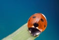 Red ladybug on green leaf, ladybird creeps on stem of plant in spring in garden summer Royalty Free Stock Photo