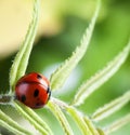 Red ladybug on green leaf, ladybird creeps on stem of plant in spring in garden summer Royalty Free Stock Photo