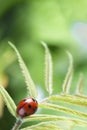 red ladybug on green leaf, ladybird creeps on stem of plant in spring in garden summer Royalty Free Stock Photo