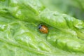 Red ladybug on a green leaf Royalty Free Stock Photo