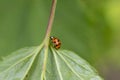 Red ladybug on a green leaf Royalty Free Stock Photo