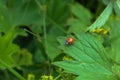 red ladybug on a green leaf Royalty Free Stock Photo