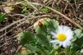Red ladybug on a green leaves in the grass, blurred daisy flower in front, insect on the ground, nature outdoors, flora and fauna