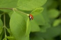 Red ladybug on the green leaves. Royalty Free Stock Photo