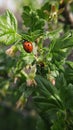 Red ladybug on a green sheet in the garden.