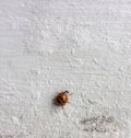 Red ladybug on a grunge white wall with cracks