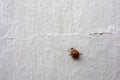 Red ladybug on a grunge white wall with cracks