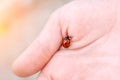 Red Ladybug on the hand of a child. Insect. Protection of animals