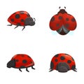 Red ladybug icons set cartoon vector. Various cartoon bright red ladybird