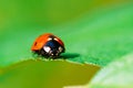 Red Ladybug Insect On Green Leaf