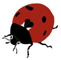 Red ladybug isolated on a white background