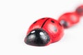 Red ladybug isolated on white background.Kids toy