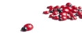 Red ladybug isolated on white background.Kids toy