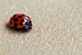 Red Ladybug or Ladybird Royalty Free Stock Photo