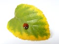 Red ladybug on the leaf Royalty Free Stock Photo