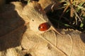 Red ladybug on leaf at autumn, closeup Royalty Free Stock Photo