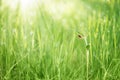 Red ladybug on a leaf of green grass Royalty Free Stock Photo