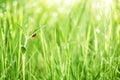 Red ladybug on a leaf of green grass Royalty Free Stock Photo