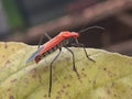 Red ladybug on a leaf