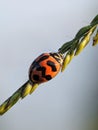 red ladybug on a leaf Royalty Free Stock Photo