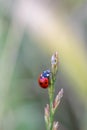 Red ladybug macro on green leaf background Royalty Free Stock Photo