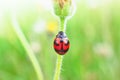 The red ladybug perched on a tridax daisy branch Royalty Free Stock Photo