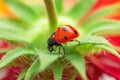 Red ladybug on the petals on a blooming flower. Ladybird insect