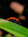Red ladybug running on th leaf ...