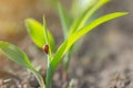 Red ladybug on the shoots of corn in the field