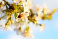 Red ladybug sits on the enchanted branch of cherry blossom.