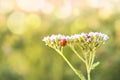 A red ladybug sits on a flower. Bokeh and blurry background, curly plan, lots of free space. Soft selective selective focus