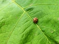 A red ladybug sits on a green leaf