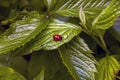 Red ladybug sits on a green leaf