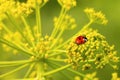 Red ladybug sits on yellow- green flower head of Aromatic Dill or Fennel blossoming plant against blur background. Macro Royalty Free Stock Photo