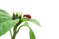 Red ladybug sitting in green leaf