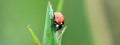 Red ladybug sitting on a green leaf on a sunny summer day. Royalty Free Stock Photo