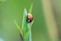 Red ladybug sitting on a green leaf on a sunny summer day. Royalty Free Stock Photo