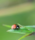 Red ladybug sitting on a green leaf on a sunny summer day. Royalty Free Stock Photo