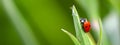 Red ladybug sitting on a green leaf on a sunny summer day. Royalty Free Stock Photo