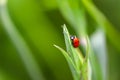 Red ladybug sitting on a green leaf on a sunny summer day. Royalty Free Stock Photo