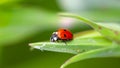 Red ladybug sitting on a green leaf on a sunny summer day. Royalty Free Stock Photo