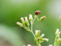 Red ladybug sitting on a leaf on a green background, close up Royalty Free Stock Photo